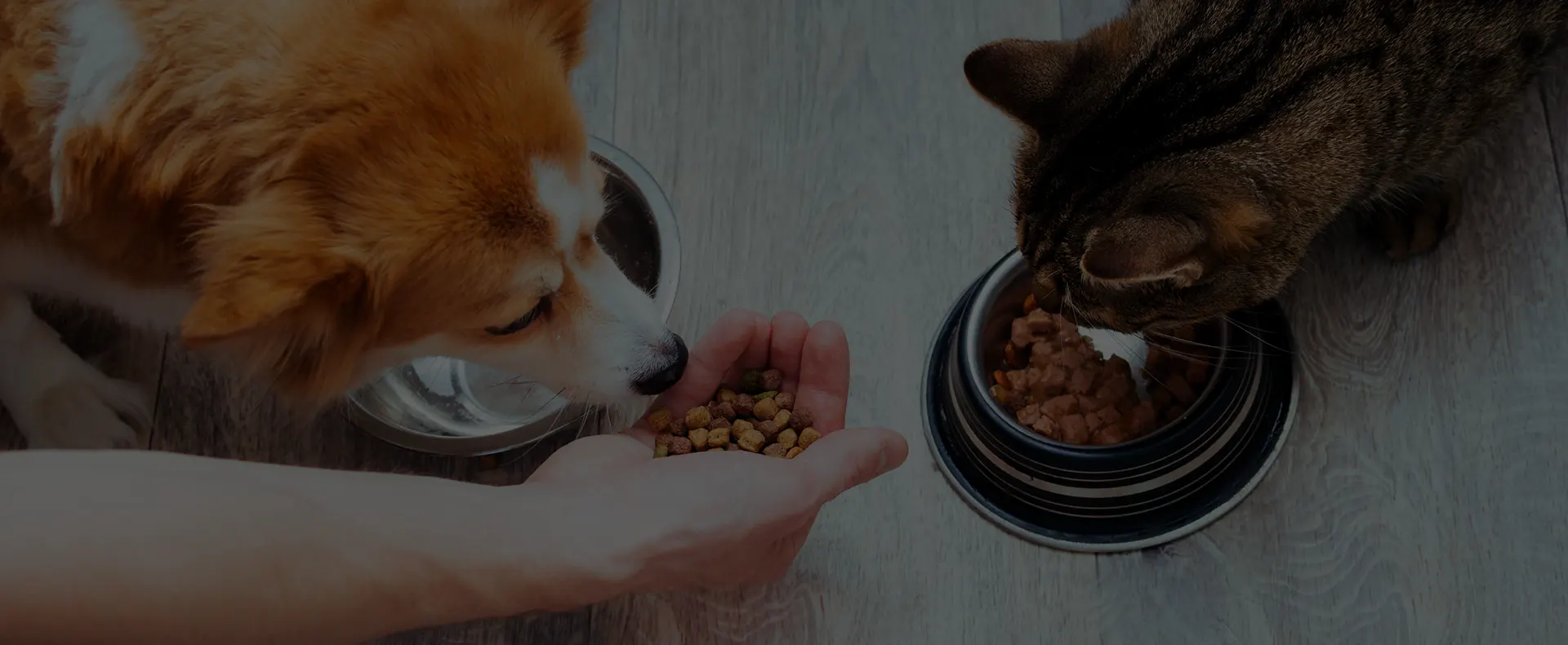 AVOIR UN ANIMAL, UN REEL ENGAGEMENT