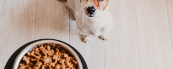 nourriture pour chien